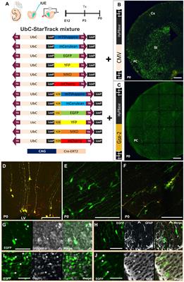 Lineage Relationships Between Subpallial Progenitors and Glial Cells in the <mark class="highlighted">Piriform Cortex</mark>